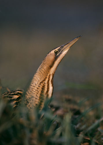Wicken Fen: Bittern {Botaurus stellaris} stalking through marsh, Britain